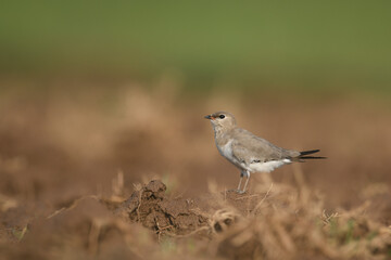 The small pratincole, little pratincole, or small Indian pratincole, Glareola lactea