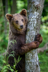 Obraz premium Wild Brown Bear leans against a tree in the summer forest. Animal in natural habitat. Wildlife scene