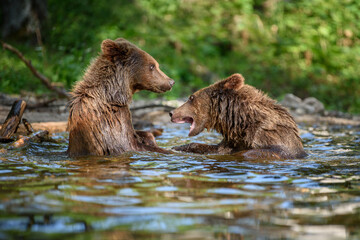 Two Wild Brown Bear play or fight  on pond in the summer forest. Animal in natural habitat. Wildlife scene