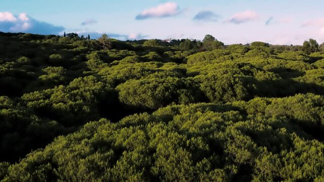 Green forest aerial footage filmed with drone at sunset. It shows Mediterranean rich and full trees at the golden hour.  
