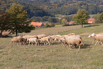 Obraz premium Flock of Sheep