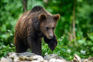 Naklejka na ściany i meble Wild Brown Bear in the summer forest. Animal in natural habitat. Wildlife scene