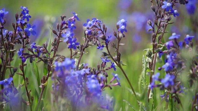 Blue wildflowers close up. The wind flutters fragrant flowers. 4K UHD