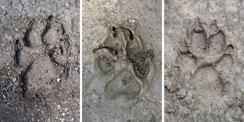 Wolf, canis lupus, paw footprints in mud