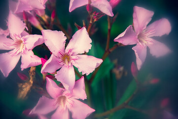 Polne kwiaty © Karolina Kleban