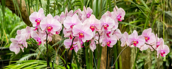 Panorama of pink and purple orchid flowers