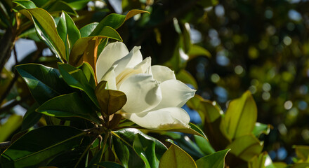 Large white fragrance flower Evergreen Southern Magnolia (Magnolia Grandiflora) in city park Krasnodar. Blooming magnolia in Public landscape 'Galitsky park' for relaxation and walking in sunny June © MarinoDenisenko