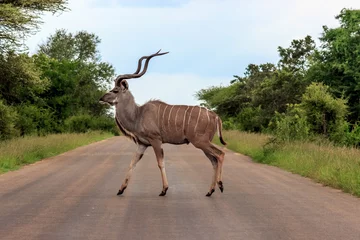 Fotobehang Kudu in the Kruger National Park © Matthew