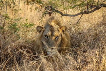 Lion stare in the Kruger National Park