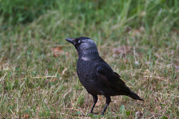 Close-up of a jackdaw on the lawn in a city park, which has stopped and is looking intently.