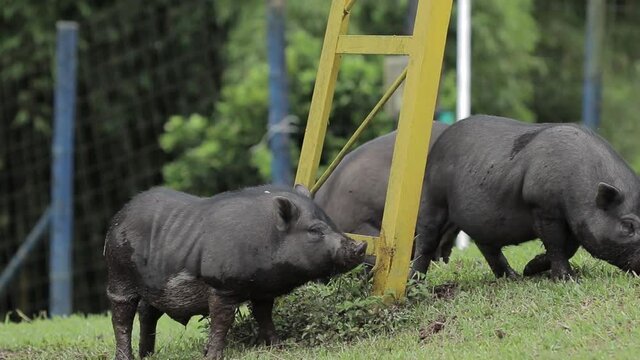 Peque&ntilde;a familia de cerdos negros en un parque