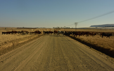 A herd of cattle crossing a gravel road slowly on a cold winter morning