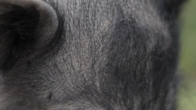 mirada de un cerdo negro en plano detalle, en c&aacute;mara lenta de 60fps