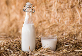 bottle and glass with fresh milk on the hay © caftor