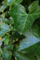 Green background photo of close up English Ivy leaves