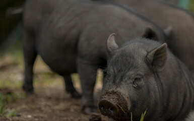 familia de cerdos recostada sobre el prados, primer plano sobre el rostro de uno de ellos