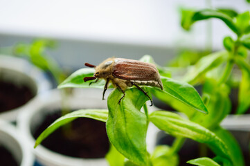 close-up - brown May beetle sitting on a green branch of a plant