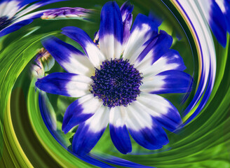 Obraz premium Senetti cineraria bloom with spiral background