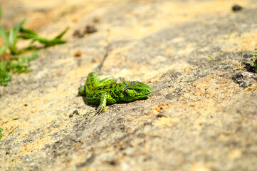 close-up - a bright green lizard basking in the sand