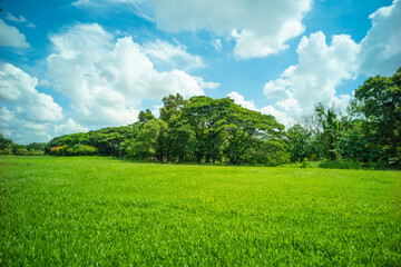 green grass park