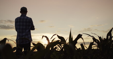 The silhouette of a farmer's man standing in a field of corn looks forward to the sunset