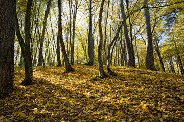 Fototapeta premium beautiful real nature before leaf fall