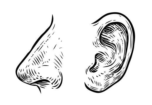 Human nose, ear sketch. Hand drawn illustration in vintage engraving style
