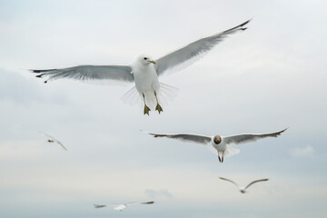 birds gulls a flock flying over the water of the sea