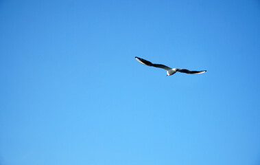 a lonely bird a seagull flies in the blue sky