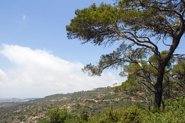 Beautiful tree on a hill. Blue cloudy sky on background. Summer in Israel. Blank space for text. 