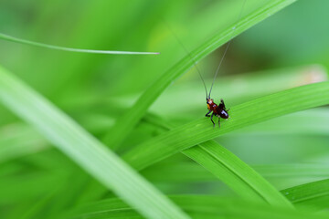 ササキリの幼虫（埼玉県/7月）