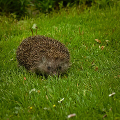 Hedgehog (Erinaceus) on the lawn.
