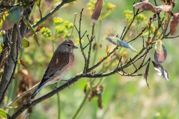 the common linnet a slim bird with a long tail named after their favourite food seed linseed