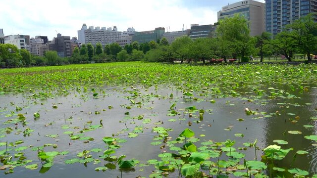 The lotus leaves at Shinobazu Pond in Ueno.
