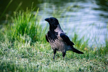 Hooded crow (Corvus cornix)