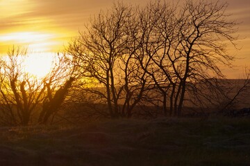 Fototapeta na wymiar Orange sunset with foreground trees - northumberland 