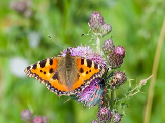 Butterfly on thistle flower, Small Tortoiseshell