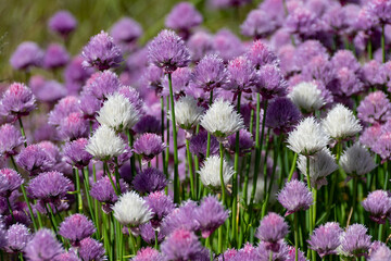 Obraz premium scene of white and purple chive flowers