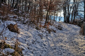 snow covered path in the forest