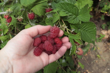 A woman's hand collects raspberries, against the background of bushes with berries.