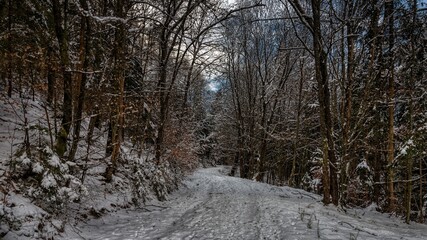 snow covered path in the forest