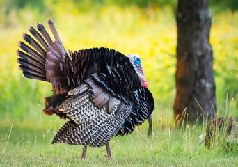 A wild turkey struts his stuff along the side of the road in Waukesha County, Wisconsin.