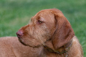Close up head portrait of a Hungarian Vizsla puppy