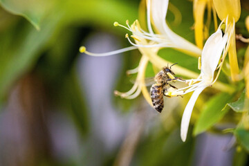Bee on a white flower collecting pollen and nectar for the hive