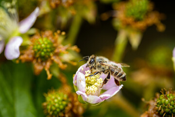 Bee on a white blackberry flower collecting pollen and nectar for the hive