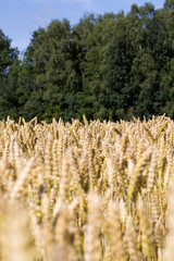 sunlight brightly illuminating spikelets