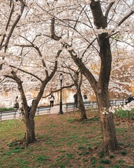 Cherry blossom trees at Cherry Hill, in Central Park, Manhattan, New York City
