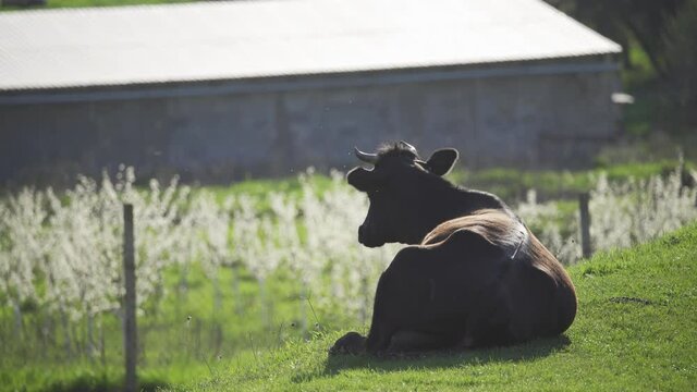 The cow lies on the green grass. Midges and mosquitoes fly around her, the cow brushes them off with her ears. Farming and village life. The rays of the bright sun.