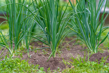 spring onions in the garden of the farmyard