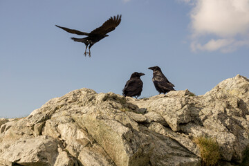 Ravens in the Tatras.